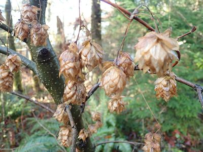 Humulus neomexicanus, photographed by Randal