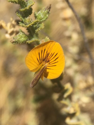 Adesmia atacamensis, photographed by Matt Berger