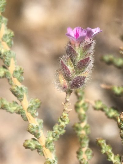 Aloysia tarapacana, photographed by Matt Berger