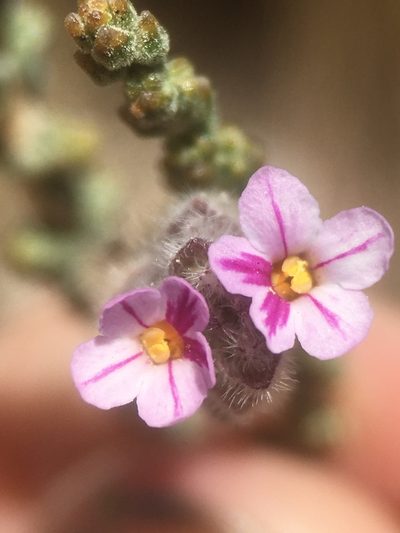 Aloysia tarapacana, photographed by Matt Berger