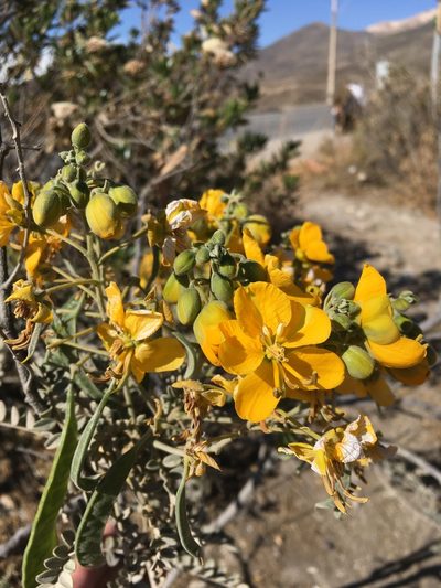 Senna birostris, photographed by Matt Berger