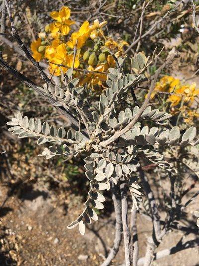 Senna birostris, photographed by Matt Berger