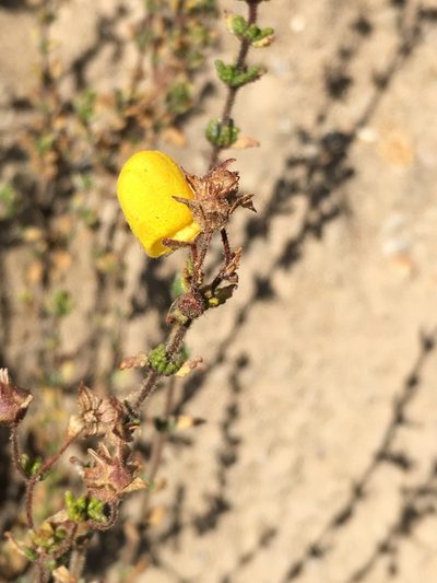 Calceolaria inamoena, photographed by Matt Berger