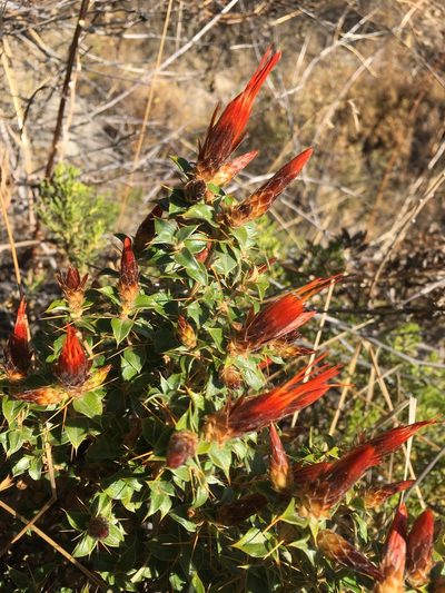 Chuquiraga spinosa, photographed by Matt Berger
