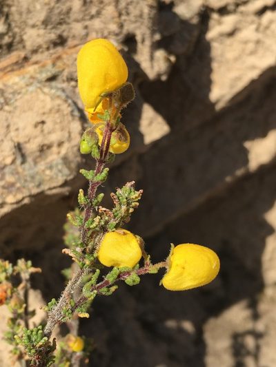 Calceolaria inamoena, photographed by Matt Berger