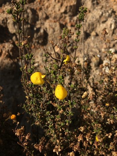 Calceolaria inamoena, photographed by Matt Berger