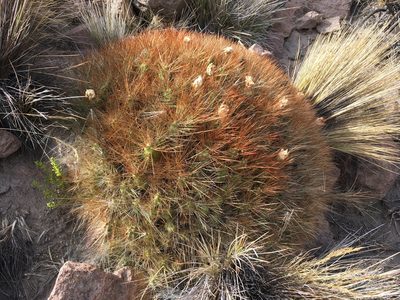 Cumulopuntia ignescens, photographed by Matt Berger