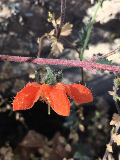 Caiophora cirsiifolia, photographed by Matt Berger