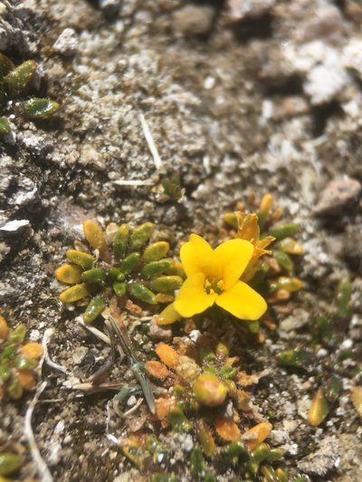 Alshehbazia friesii, photographed by Matt Berger