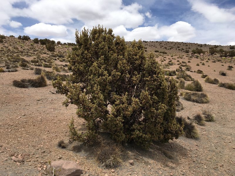 Polylepis tarapacana, photographed by Matt Berger