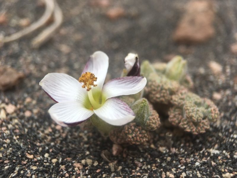 Nototriche turritella, photographed by Matt Berger