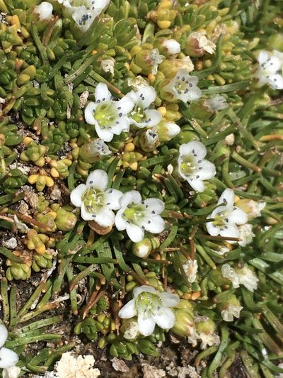 Arenaria rivularis, photographed by Matt Berger