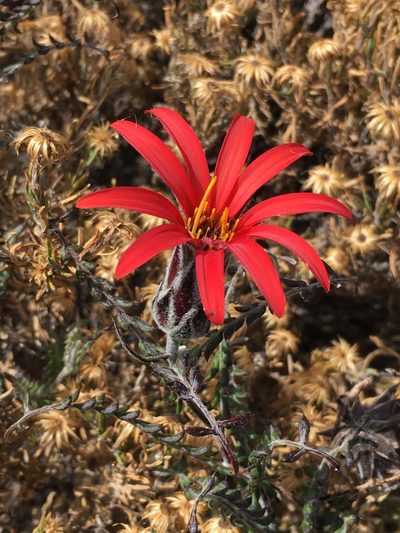 Mutisia hamata, photographed by Matt Berger