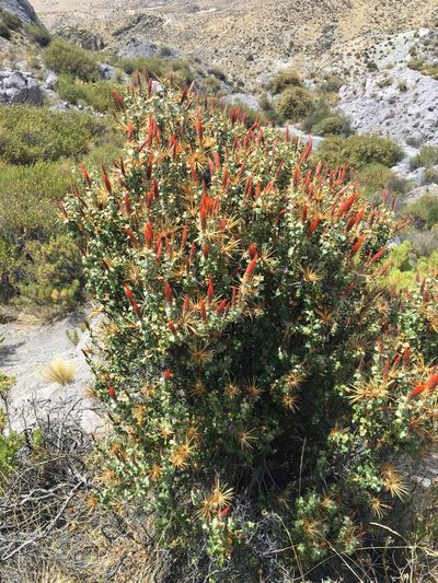 Chuquiraga spinosa, photographed by Matt Berger