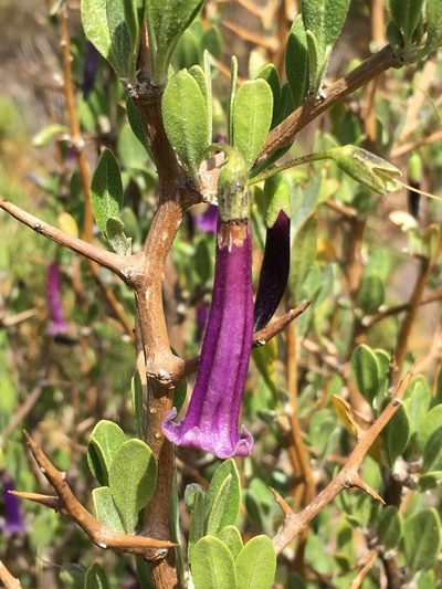 Dunalia spinosa, photographed by Matt Berger