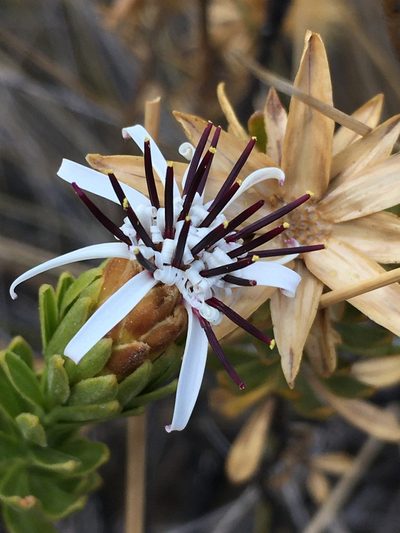 Plazia daphnoides, photographed by Matt Berger
