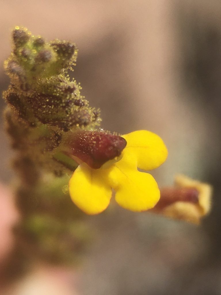Neobartsia peruviana, photographed by Matt Berger