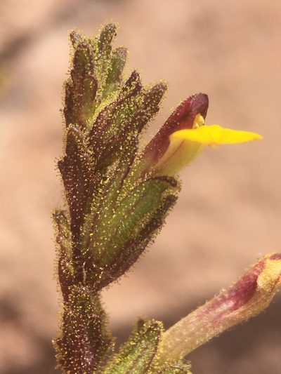 Neobartsia peruviana, photographed by Matt Berger