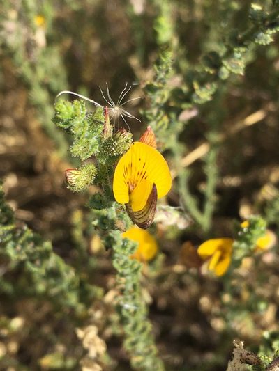 Adesmia atacamensis, photographed by Matt Berger