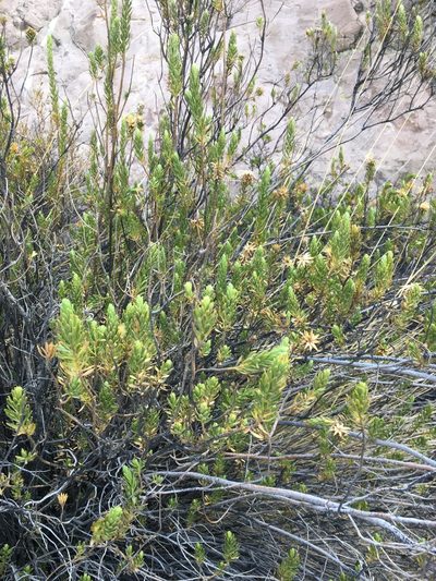 Plazia daphnoides, photographed by Matt Berger