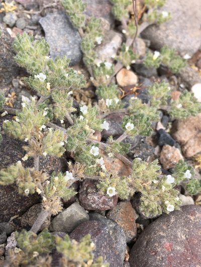 Tiquilia paronychioides, photographed by Matt Berger