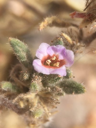 Tiquilia atacamensis, photographed by Matt Berger