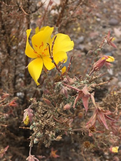 Balbisia microphylla, photographed by Matt Berger