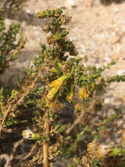 Senecio nutans, photographed by Matt Berger