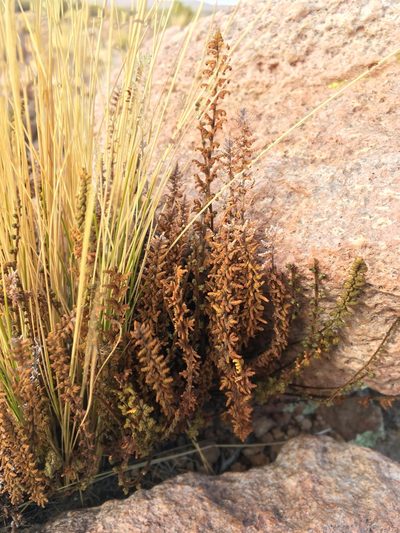 Quechuapteris pruinata, photographed by Matt Berger