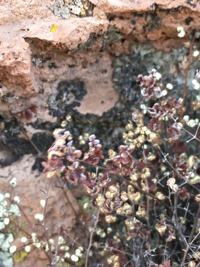 Argyrochosma nivea, photographed by Matt Berger