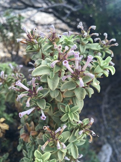 Lampayo officinalis, photographed by Matt Berger