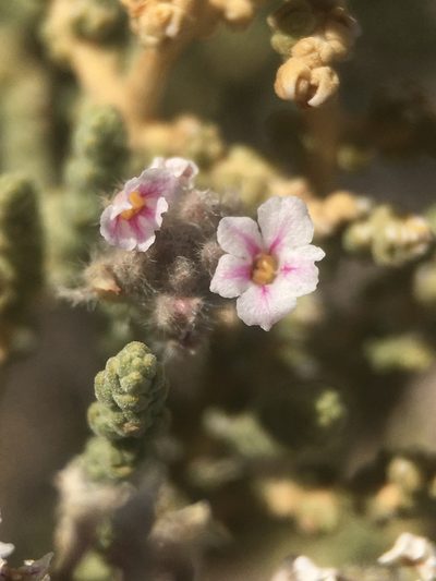 Aloysia tarapacana, photographed by Matt Berger