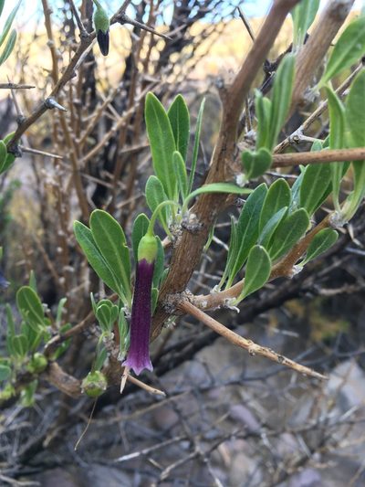 Dunalia spinosa, photographed by Matt Berger