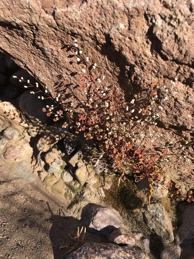 Argyrochosma nivea, photographed by Matt Berger