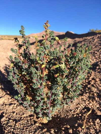 Senecio nutans, photographed by Matt Berger