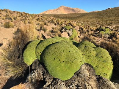 Azorella compacta, photographed by Matt Berger
