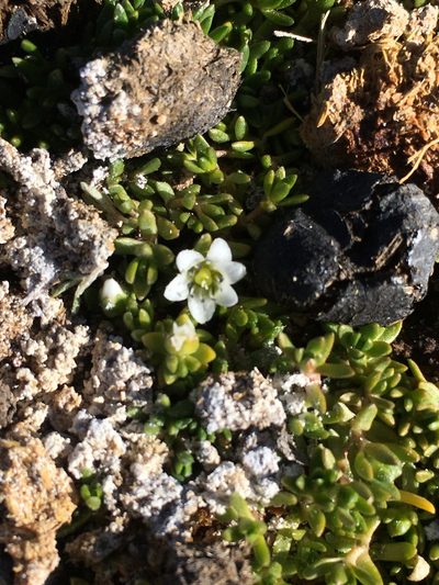 Arenaria rivularis, photographed by Matt Berger