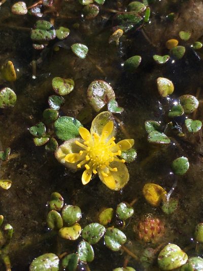 Halerpestes uniflora, photographed by Matt Berger