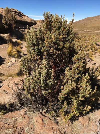 Polylepis tarapacana, photographed by Matt Berger