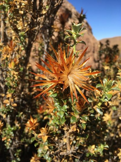 Chuquiraga spinosa, photographed by Matt Berger