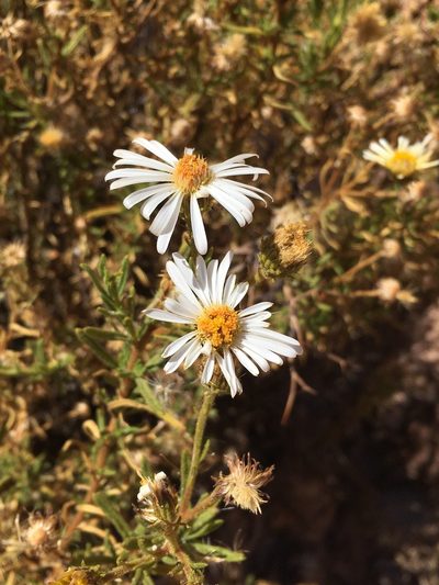 Diplostephium meyenii, photographed by Matt Berger
