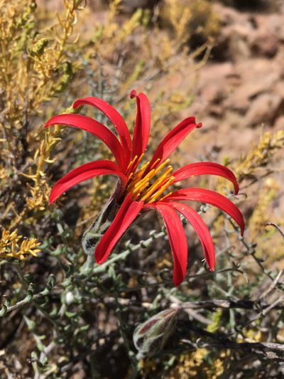 Mutisia hamata, photographed by Matt Berger