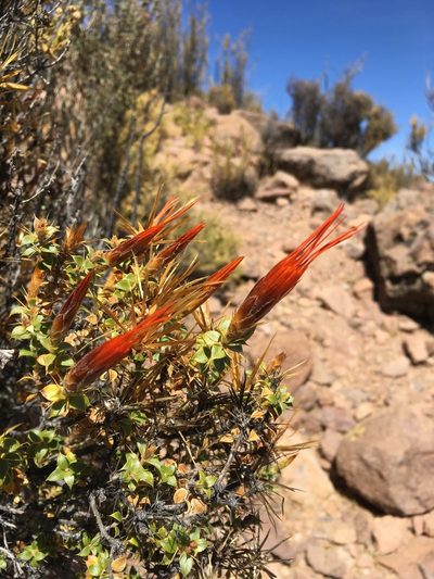 Chuquiraga spinosa, photographed by Matt Berger