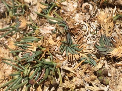 Distichlis humilis, photographed by Matt Berger