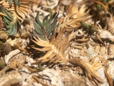 Distichlis humilis, photographed by Matt Berger