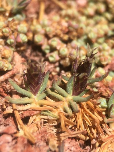 Distichlis humilis, photographed by Matt Berger