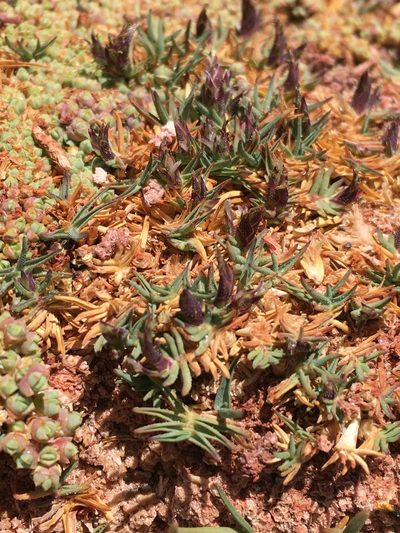 Distichlis humilis, photographed by Matt Berger