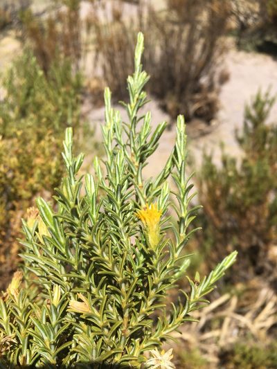 Parastrephia lucida, photographed by Matt Berger