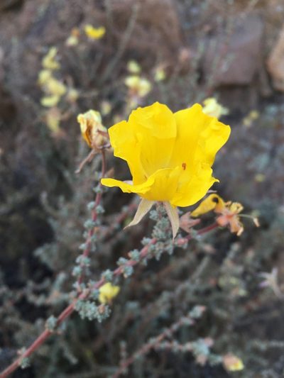 Balbisia microphylla, photographed by Matt Berger