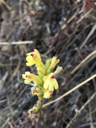 Neobartsia serrata, photographed by Matt Berger